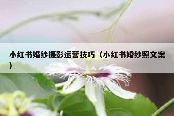 小红书婚纱摄影运营技巧（小红书婚纱照文案）