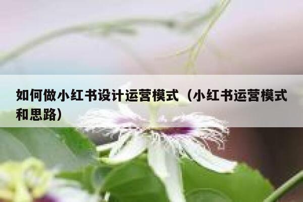 如何做小红书设计运营模式（小红书运营模式和思路）