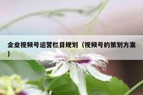 企业视频号运营栏目规划（视频号的策划方案）