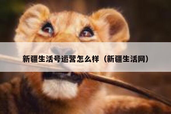 新疆生活号运营怎么样（新疆生活网）