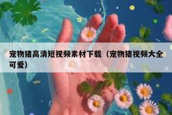 宠物猪高清短视频素材下载（宠物猪视频大全可爱）