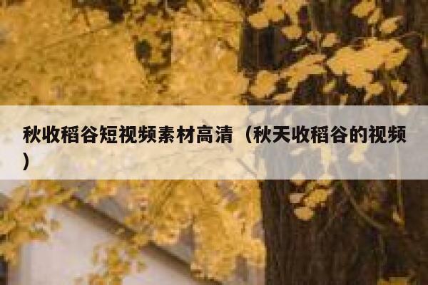 秋收稻谷短视频素材高清（秋天收稻谷的视频）