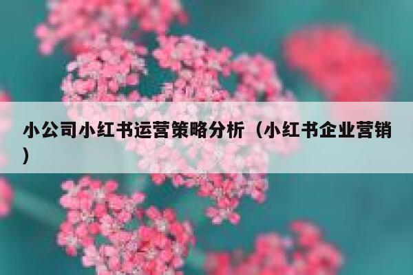 小公司小红书运营策略分析（小红书企业营销）