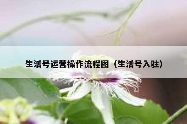 生活号运营操作流程图(生活号入驻) 生活号运营操作流程图(生活号入驻)