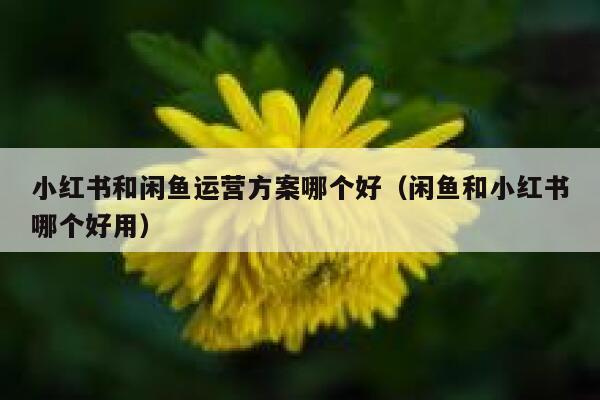 小红书和闲鱼运营方案哪个好（闲鱼和小红书哪个好用）