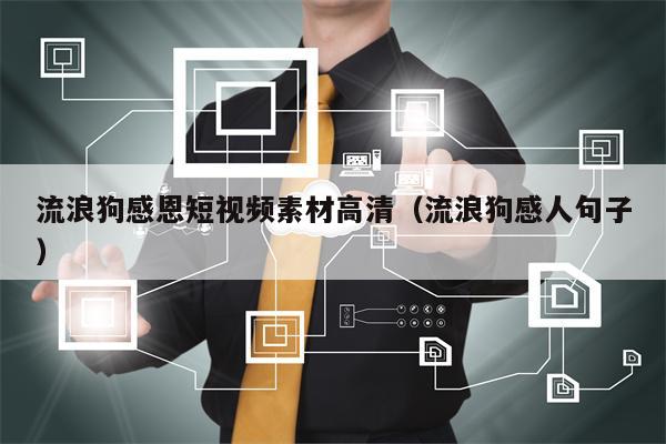 流浪狗感恩短视频素材高清（流浪狗感人句子）
