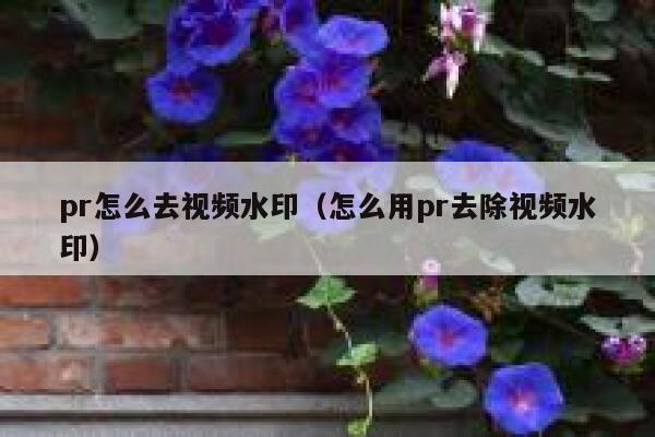 pr怎么去视频水印（怎么用pr去除视频水印）