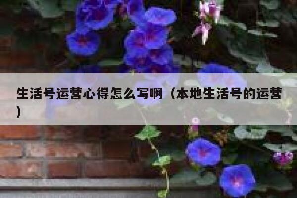 生活号运营心得怎么写啊（本地生活号的运营）